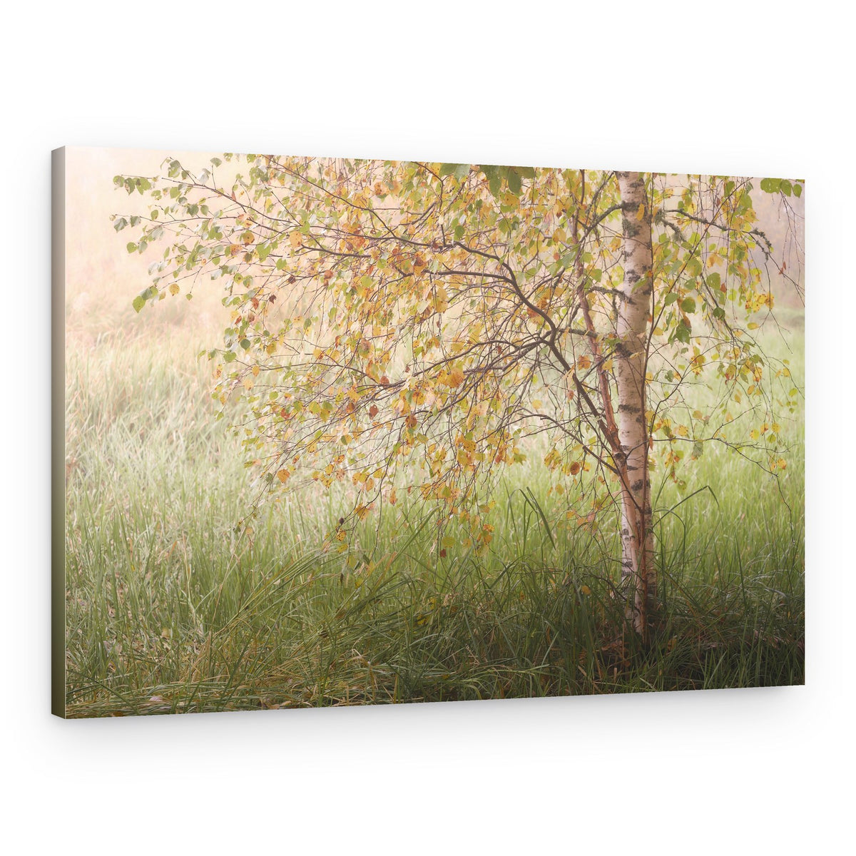 Misty Autumn Birch – Canvas Print
