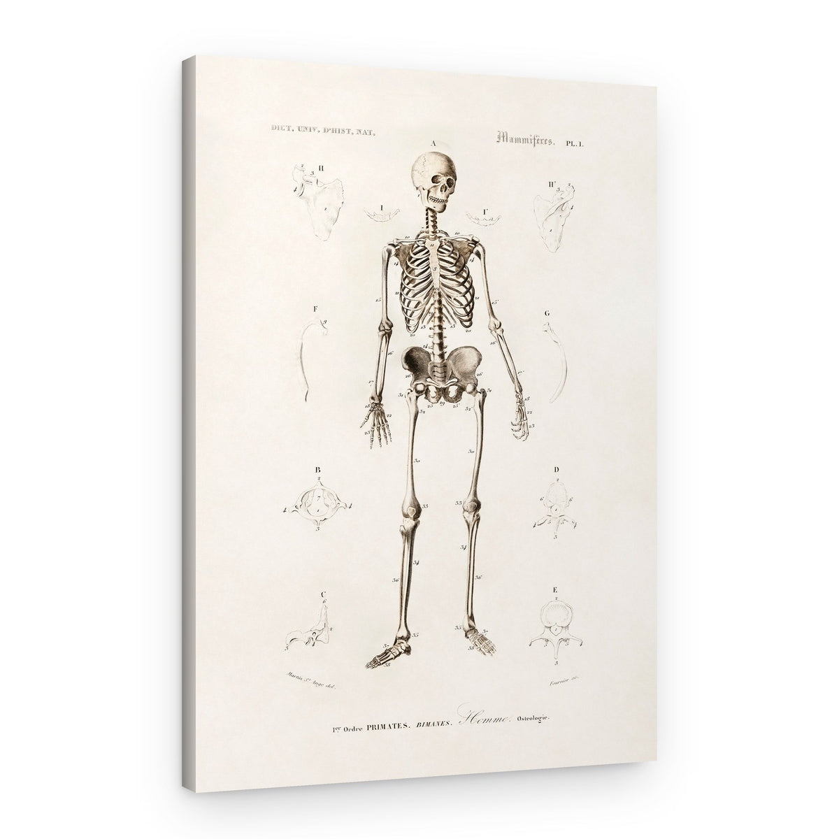 Human Skeleton – Canvas Print