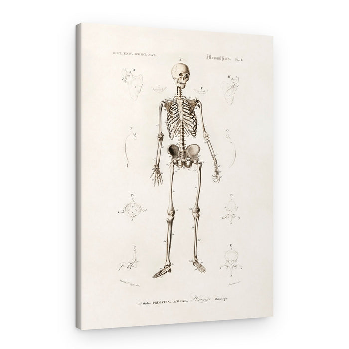 Human Skeleton – Canvas Print