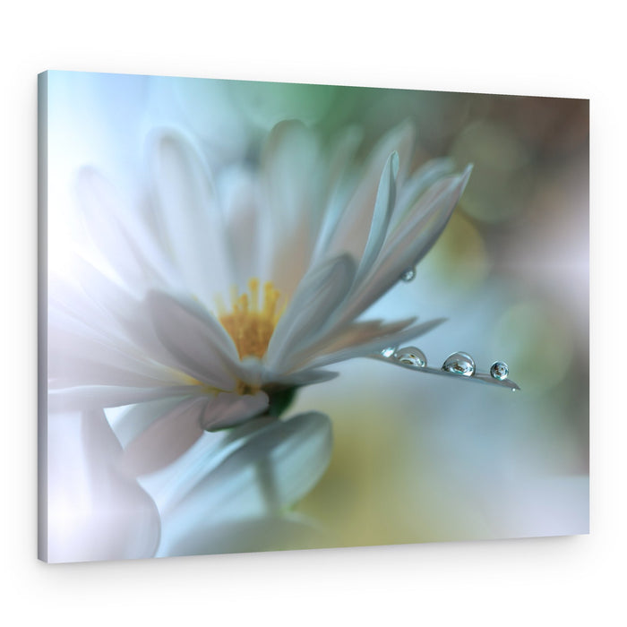 White Flower Dew Drops – Canvas Print