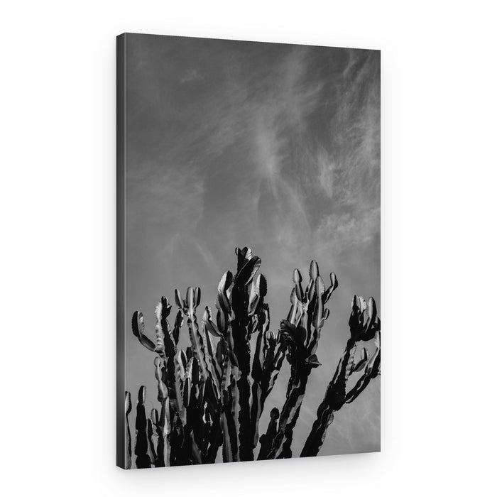 Desert Cactus Sky – Canvas Print