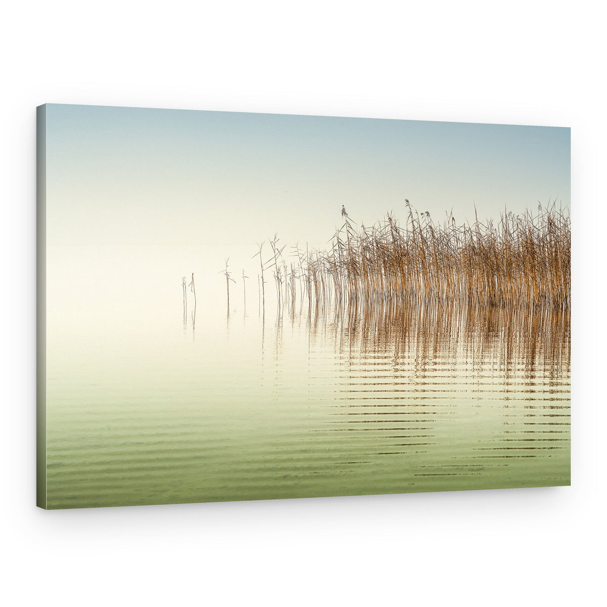 Serene Lake Reeds – Canvas Print
