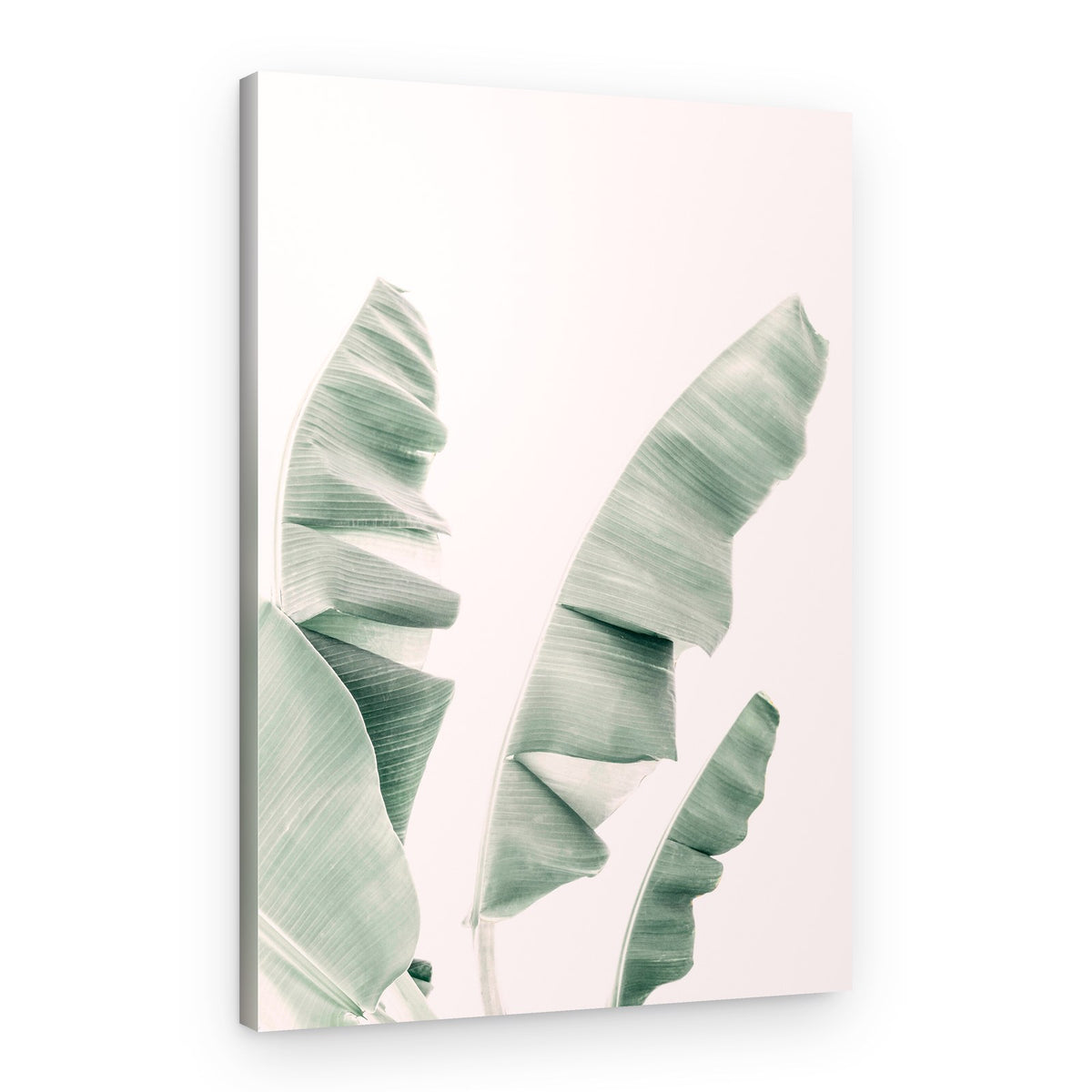Blush Banana Leaves – Canvas Print