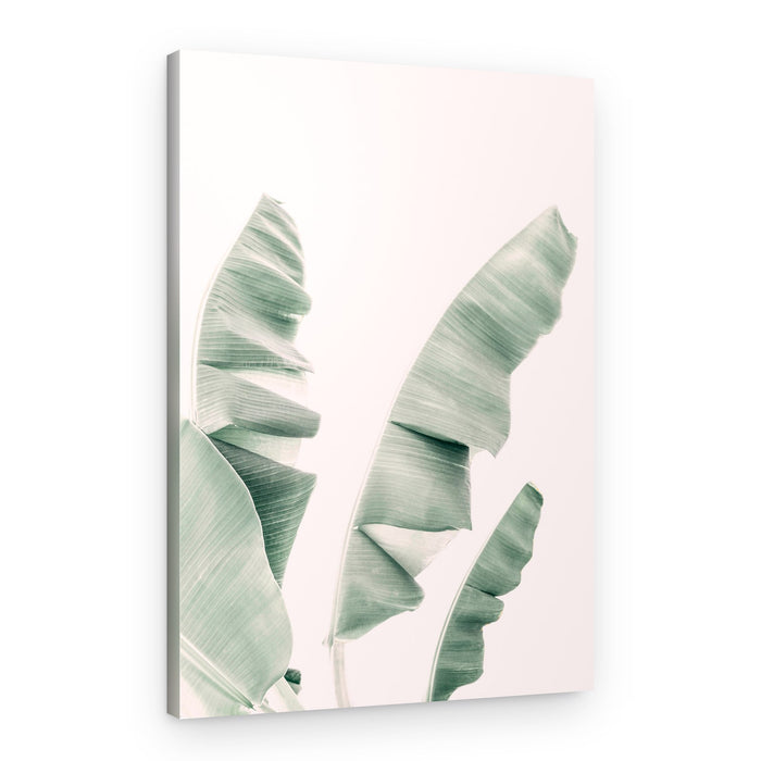 Blush Banana Leaves – Canvas Print