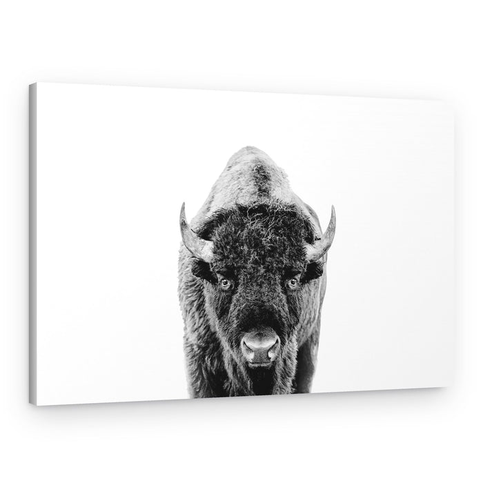 Bison Bw – Canvas Print