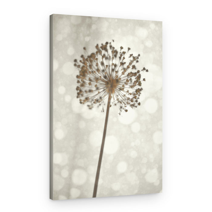 Soft Allium Bloom – Canvas Print