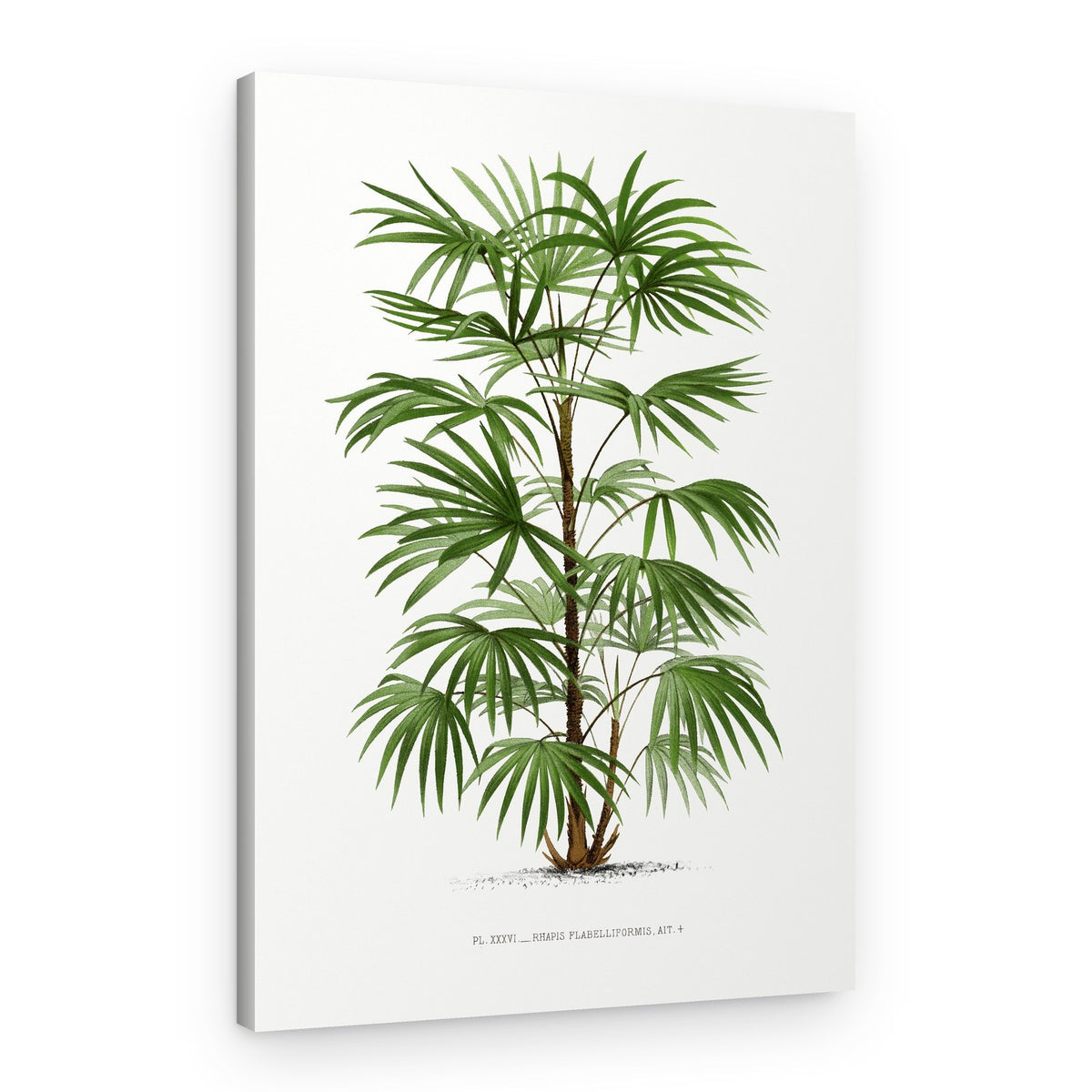 Xxxvi Rhapis F – Canvas Print