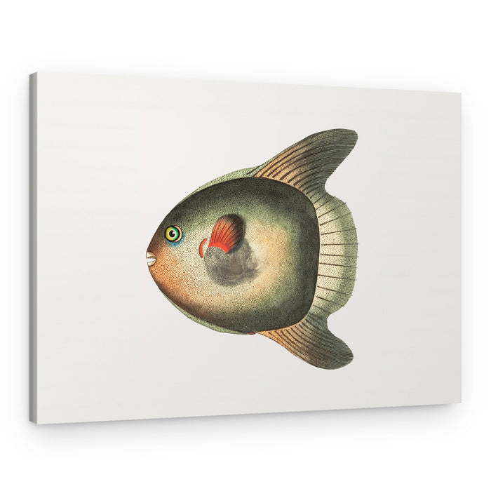 Short Sun Fish – Canvas Print