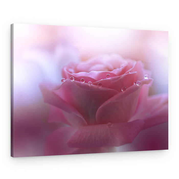 Pink Rose Droplets – Canvas Print