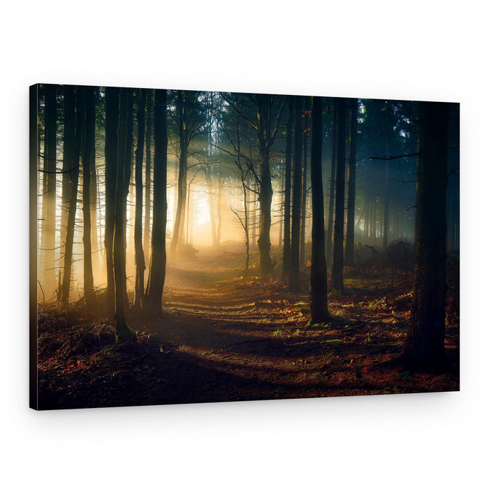 Sunlit Forest Path – Canvas Print