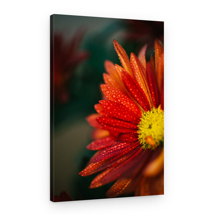 Red Flower Dew Drops – Canvas Print