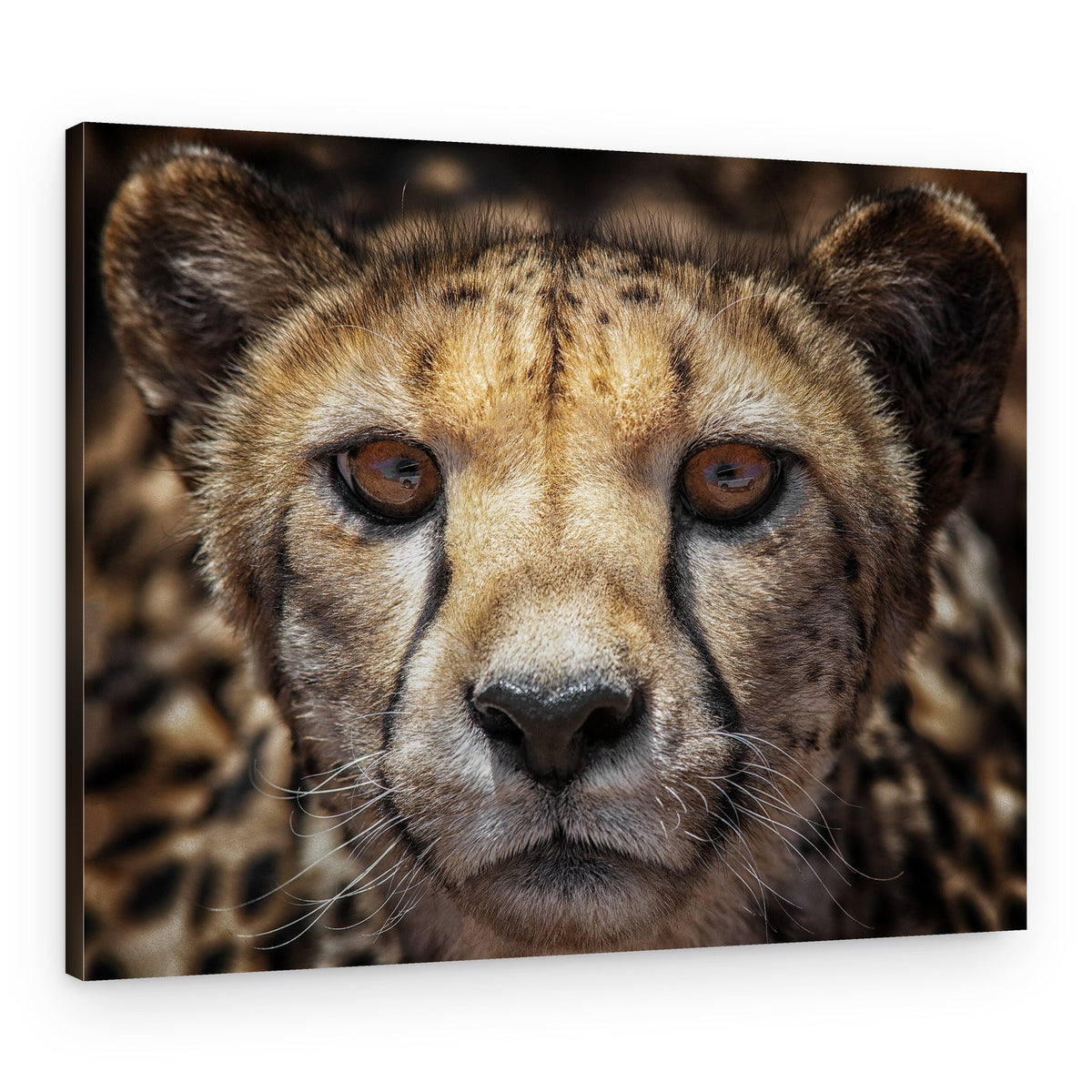Intense Cheetah Portrait – Canvas Print