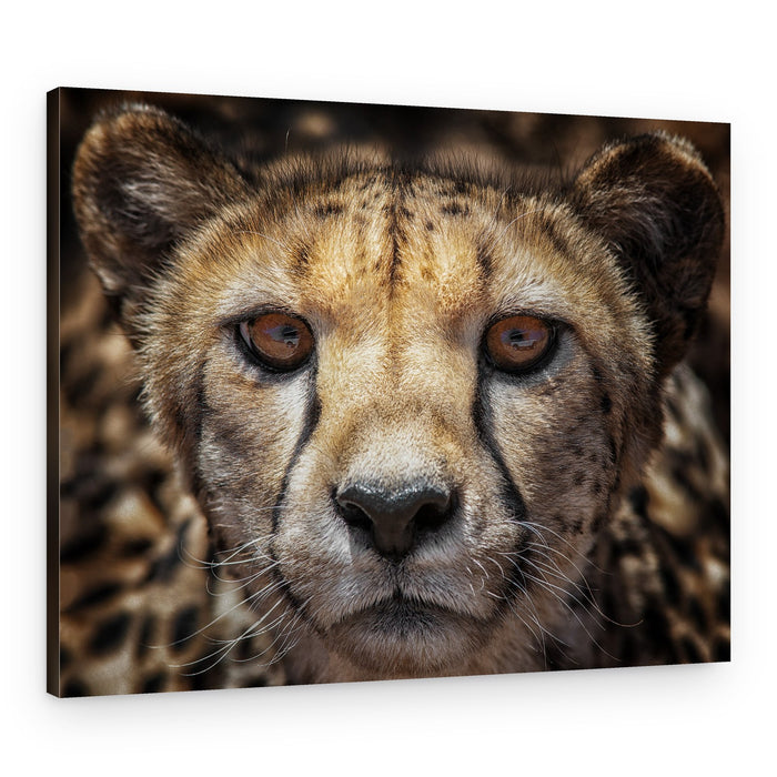 Intense Cheetah Portrait – Canvas Print