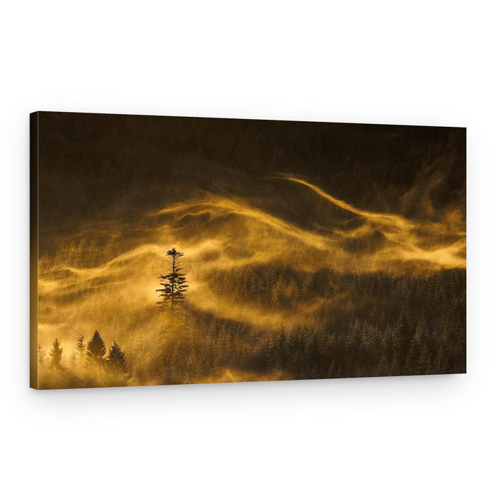 Lone Tree in Golden Mist – Canvas Print