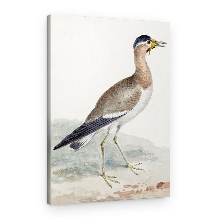A Yellow Wattled Lapwing – Canvas Print