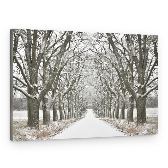 Winter Tree Lined Road – Canvas Print