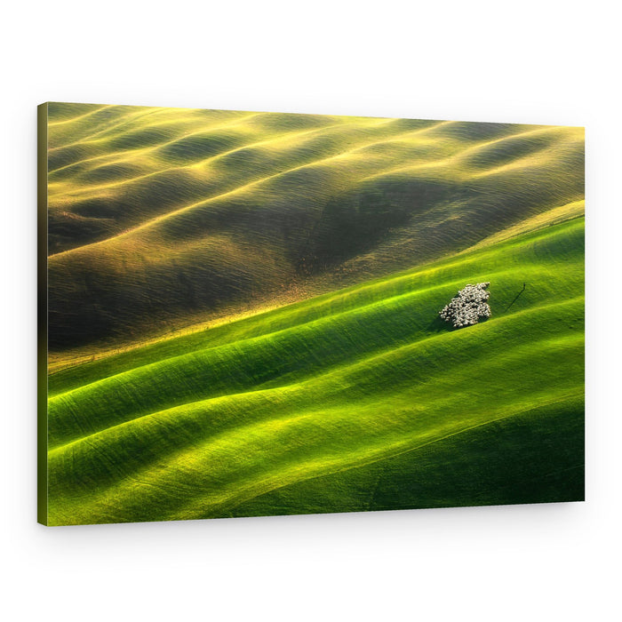 Sheep On Rolling Hills – Canvas Print