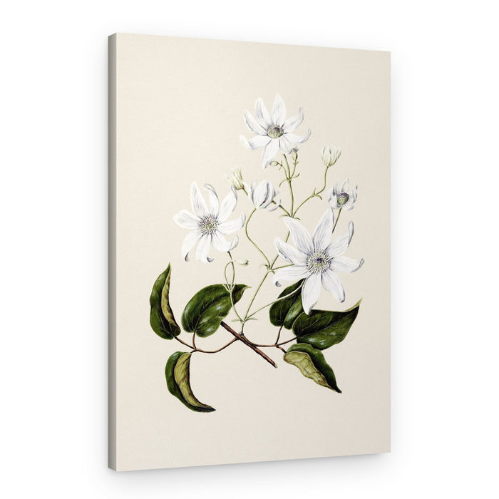 Puawananga Clematis Indivisa Drawn By Sarah Featon (1848–1927) – Canvas Print
