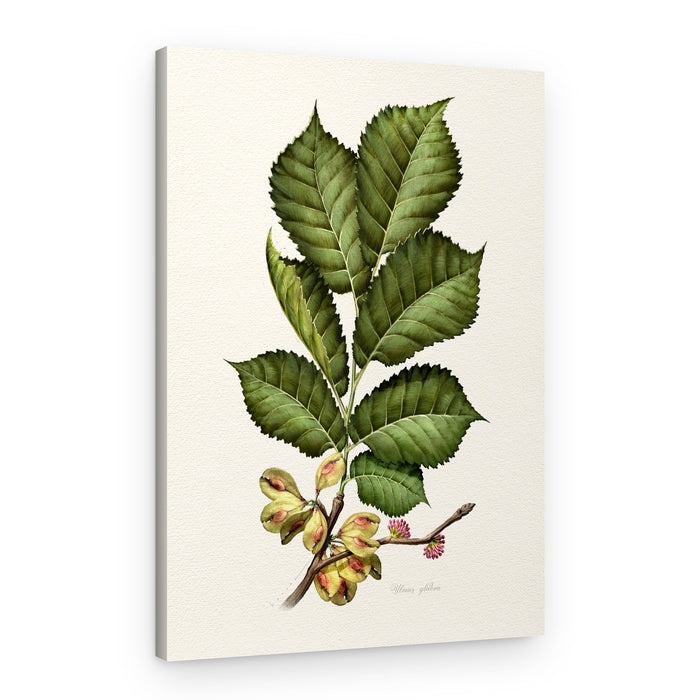 Fresh Elm Botanical Study – Canvas Print