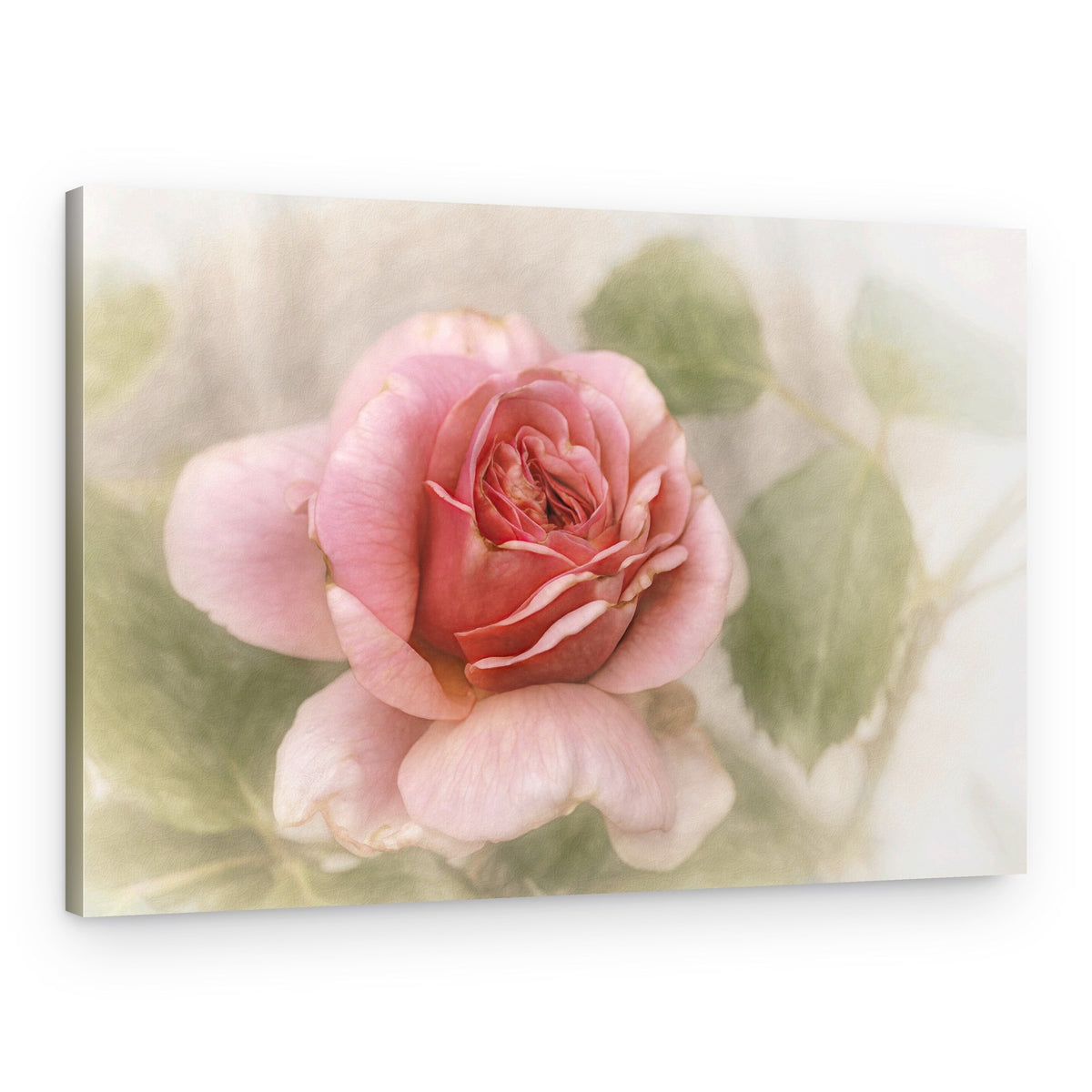 Soft Pink Rose – Canvas Print