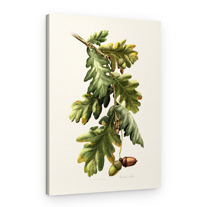 Botanical Oak Acorns – Canvas Print