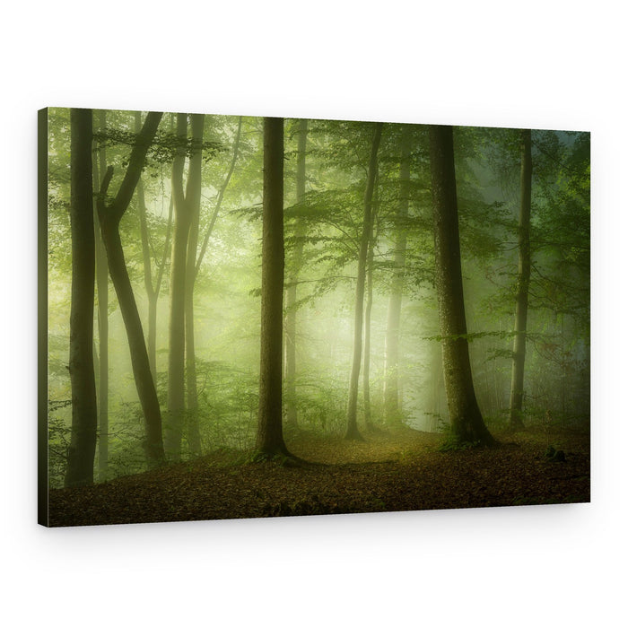 Sunlit Misty Woods – Canvas Print