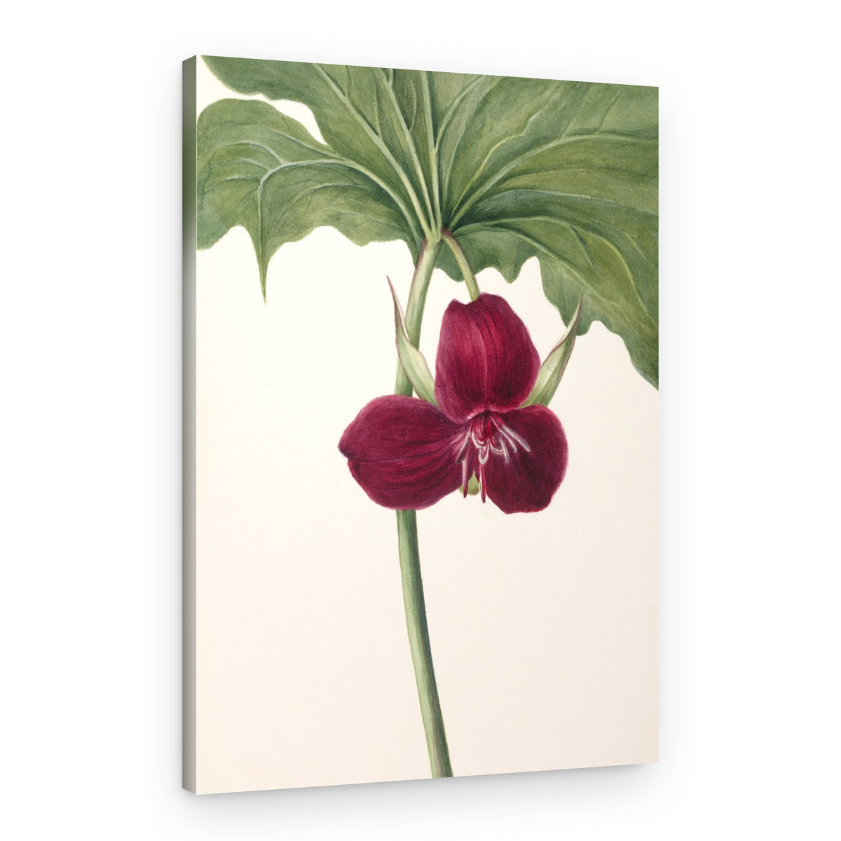 Sweet Trillium – Canvas Print
