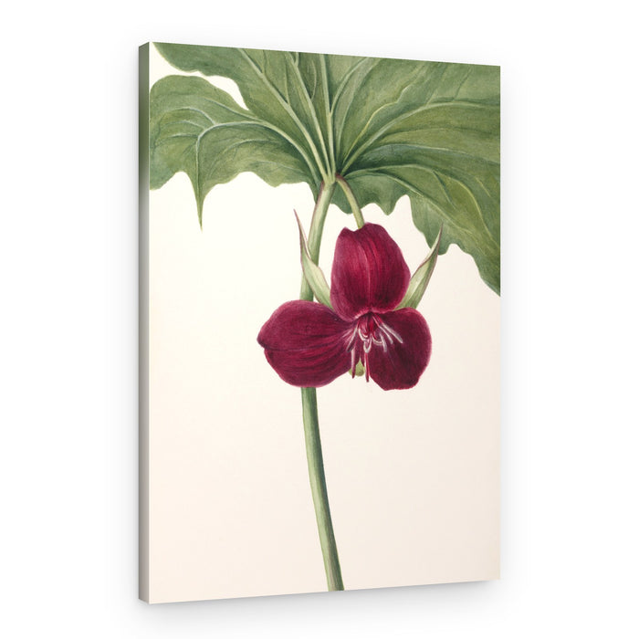 Sweet Trillium – Canvas Print