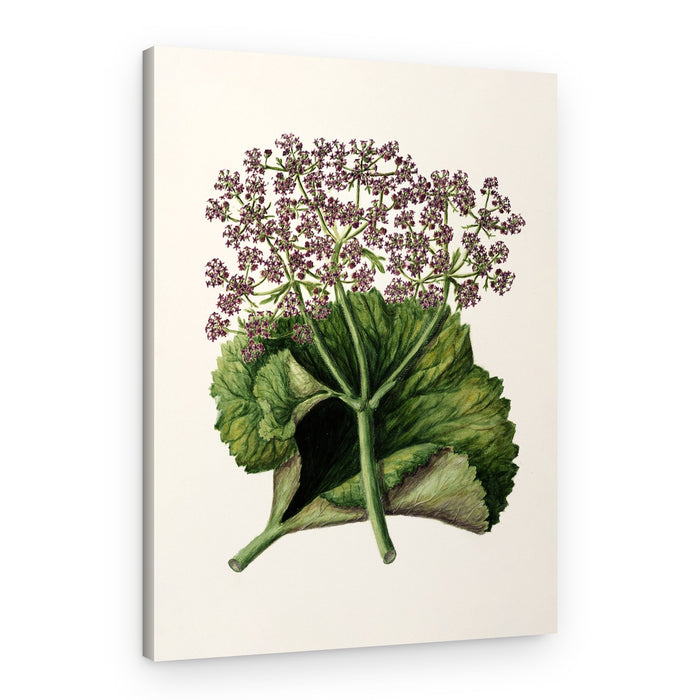 Antique Plant Ii Drawn By Sarah Featon (1848–1927) – Canvas Print