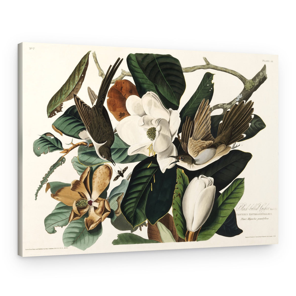 Black Billed Cuckoo From Birds of America (1827) – Canvas Print