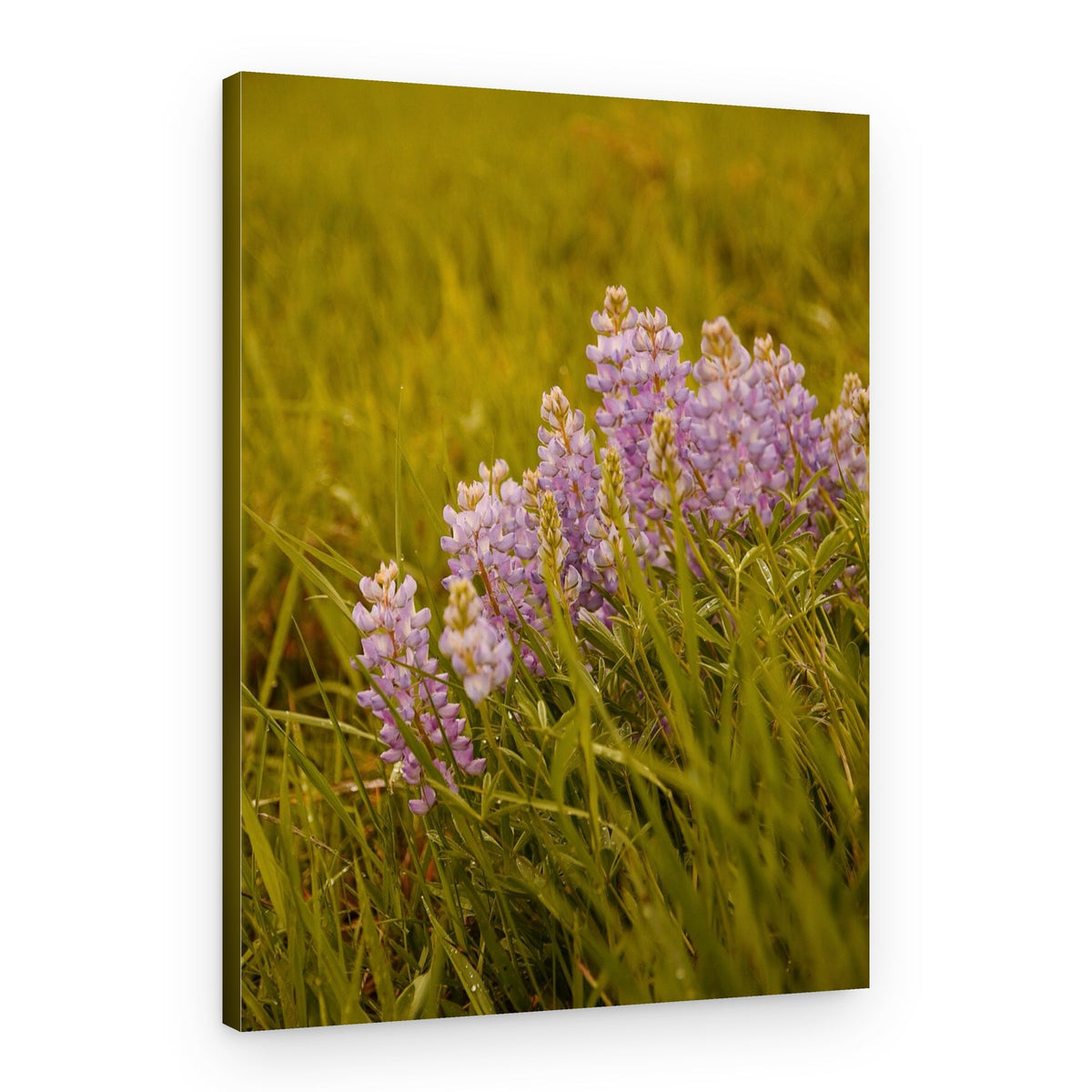 Fresh Morning Lupines – Canvas Print