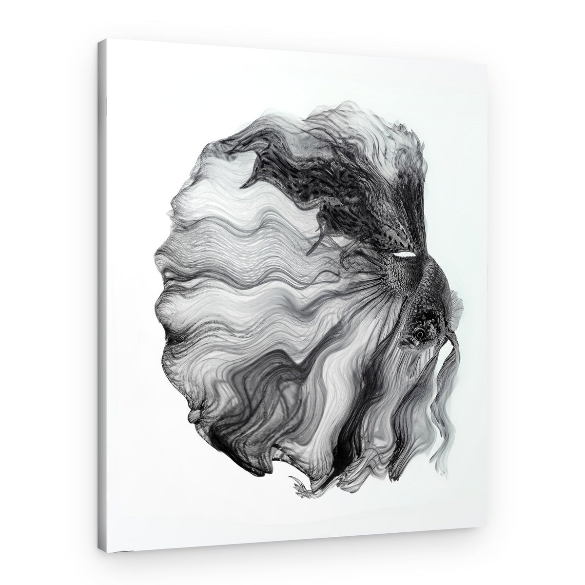 Flowing Betta Illusion – Canvas Print