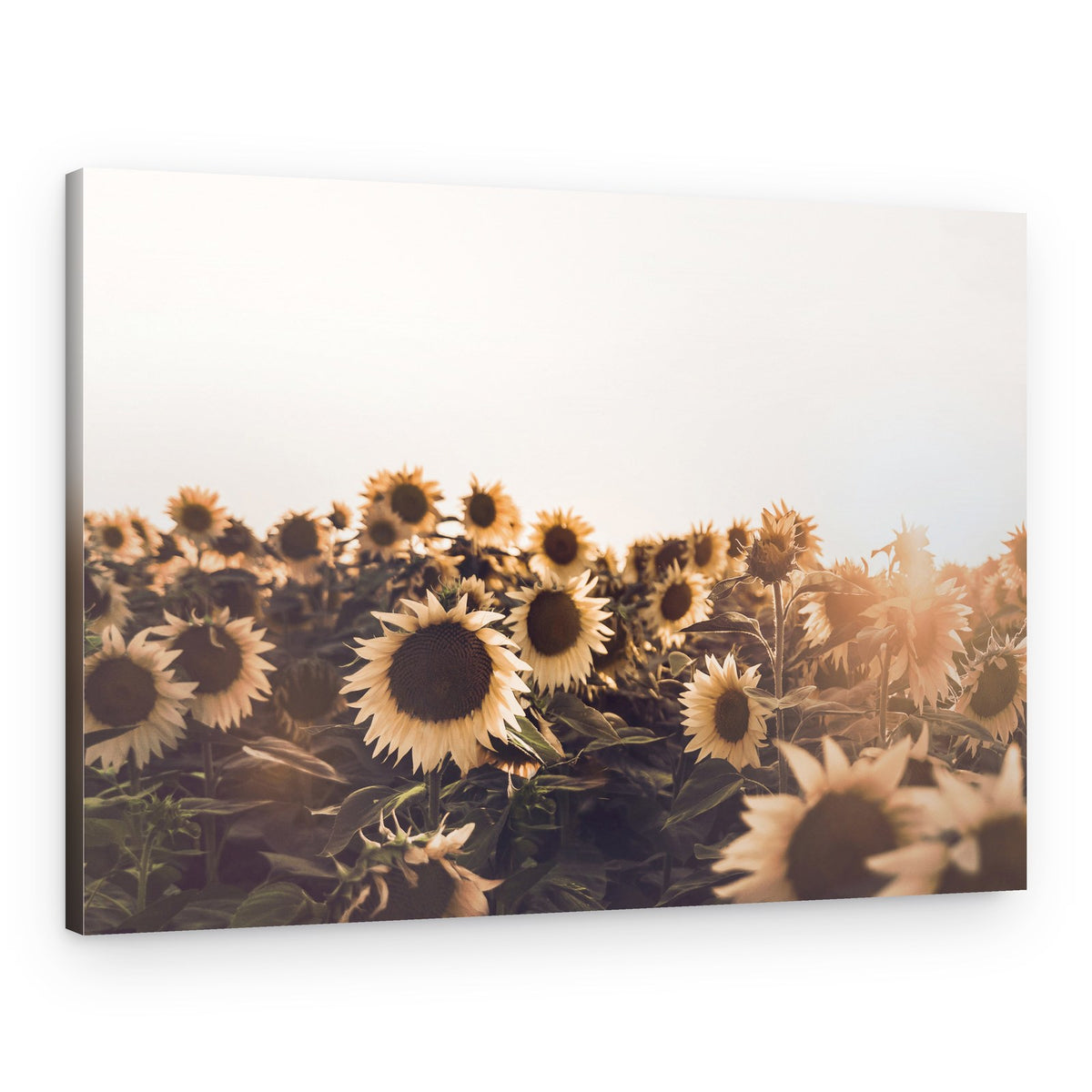 Sunflowers – Canvas Print