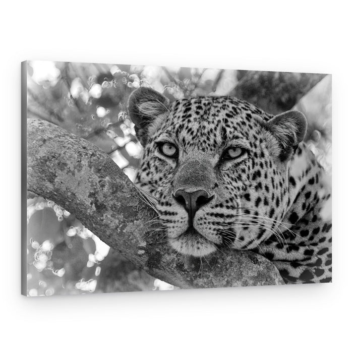 Leopard's Calm Gaze – Canvas Print
