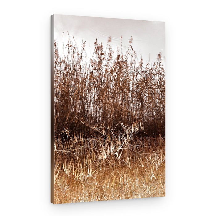 Golden Reeds Reflection – Canvas Print