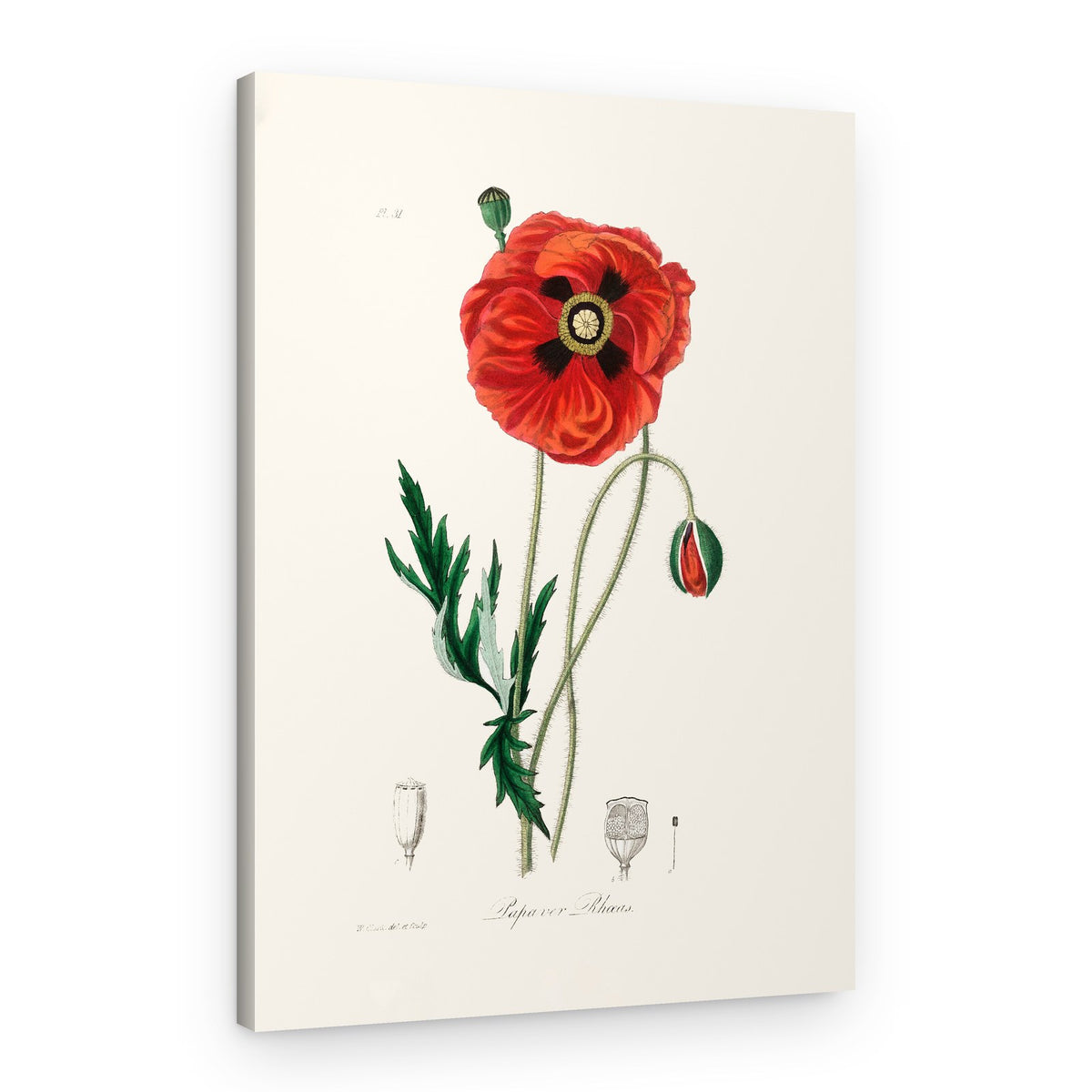 Common Poppy (papaver Rhoeas) Medical Botany – Canvas Print