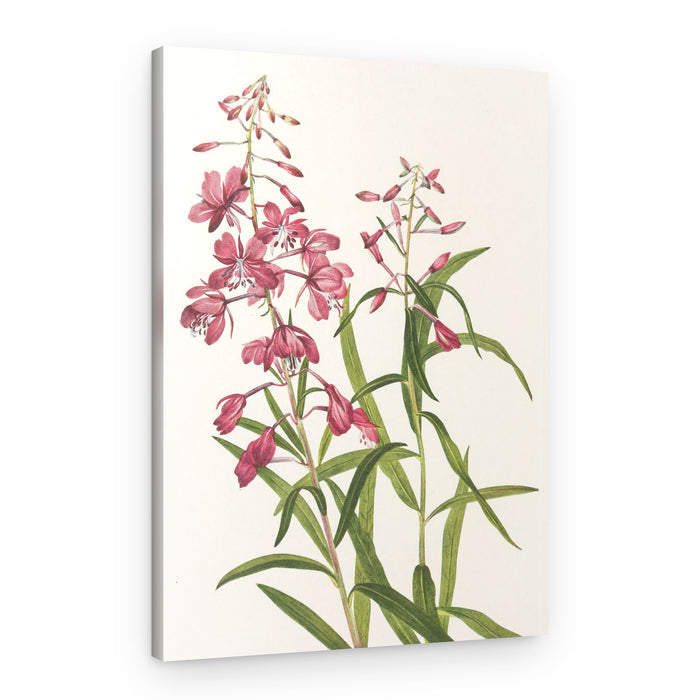 Fireweed From North American Wildflowers (1925) By Mary Vaux Walcott – Canvas Print