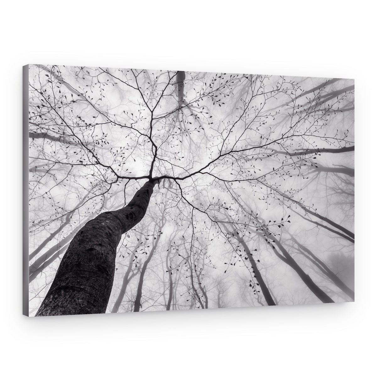 Winding Tree in Mist – Canvas Print