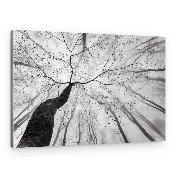 Winding Tree in Mist – Canvas Print