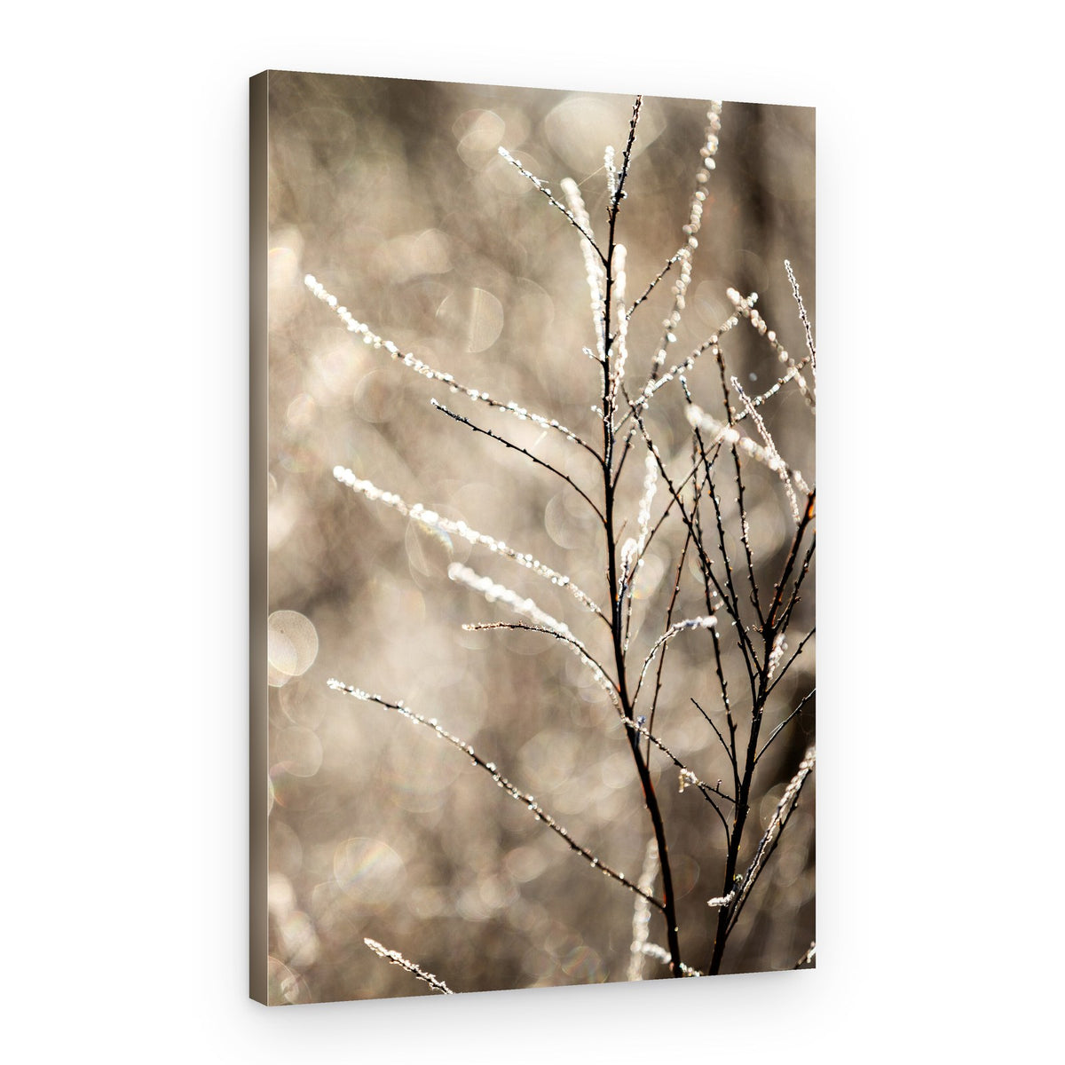 A Winter Morning 5 – Canvas Print