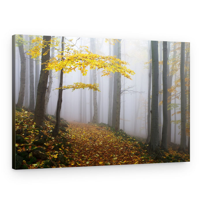 Misty Autumn Path – Canvas Print
