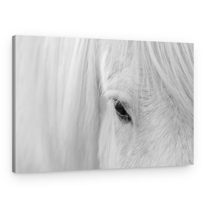 White Horse Gaze – Canvas Print