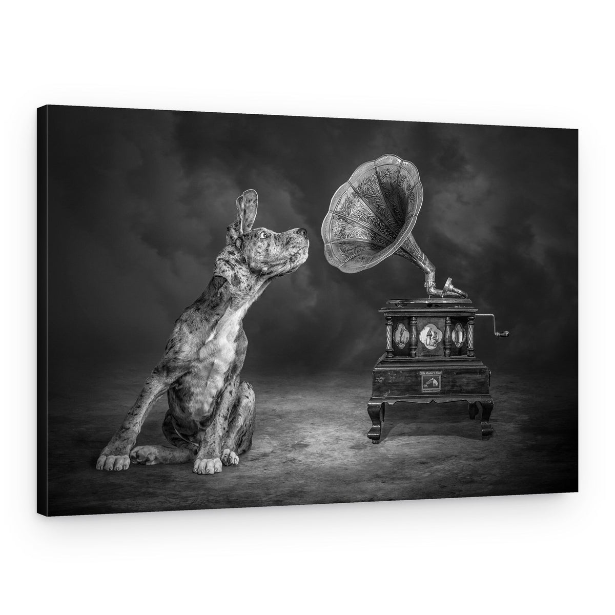 Curious Puppy Gramophone – Canvas Print
