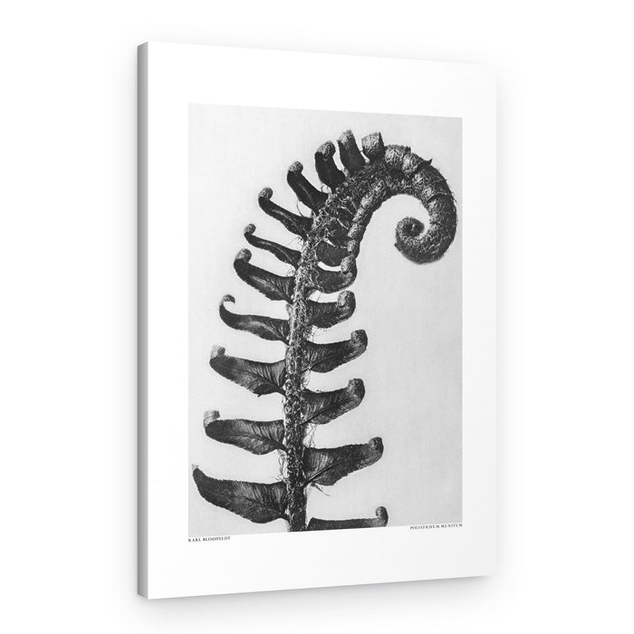 Polystichum Munitum – Canvas Print