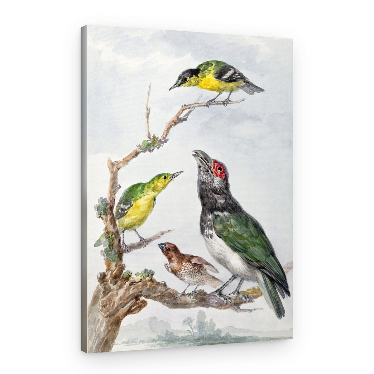 Four Different Birds On a Branch – Canvas Print