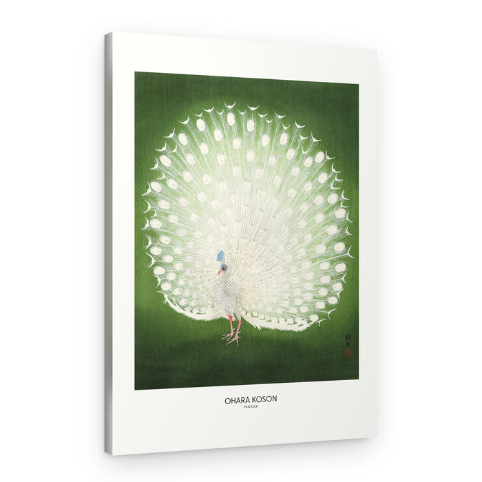 Peacock - Wide – Canvas Print