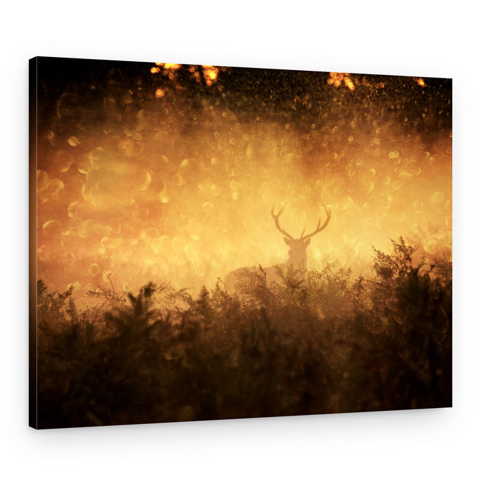 Deer in Golden Mist – Canvas Print