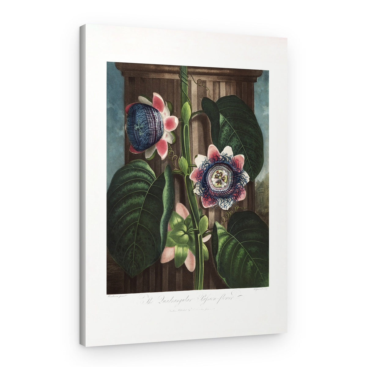 The Quadrangular Passion Flower from The Temple of Flora (1807) – Canvas Print