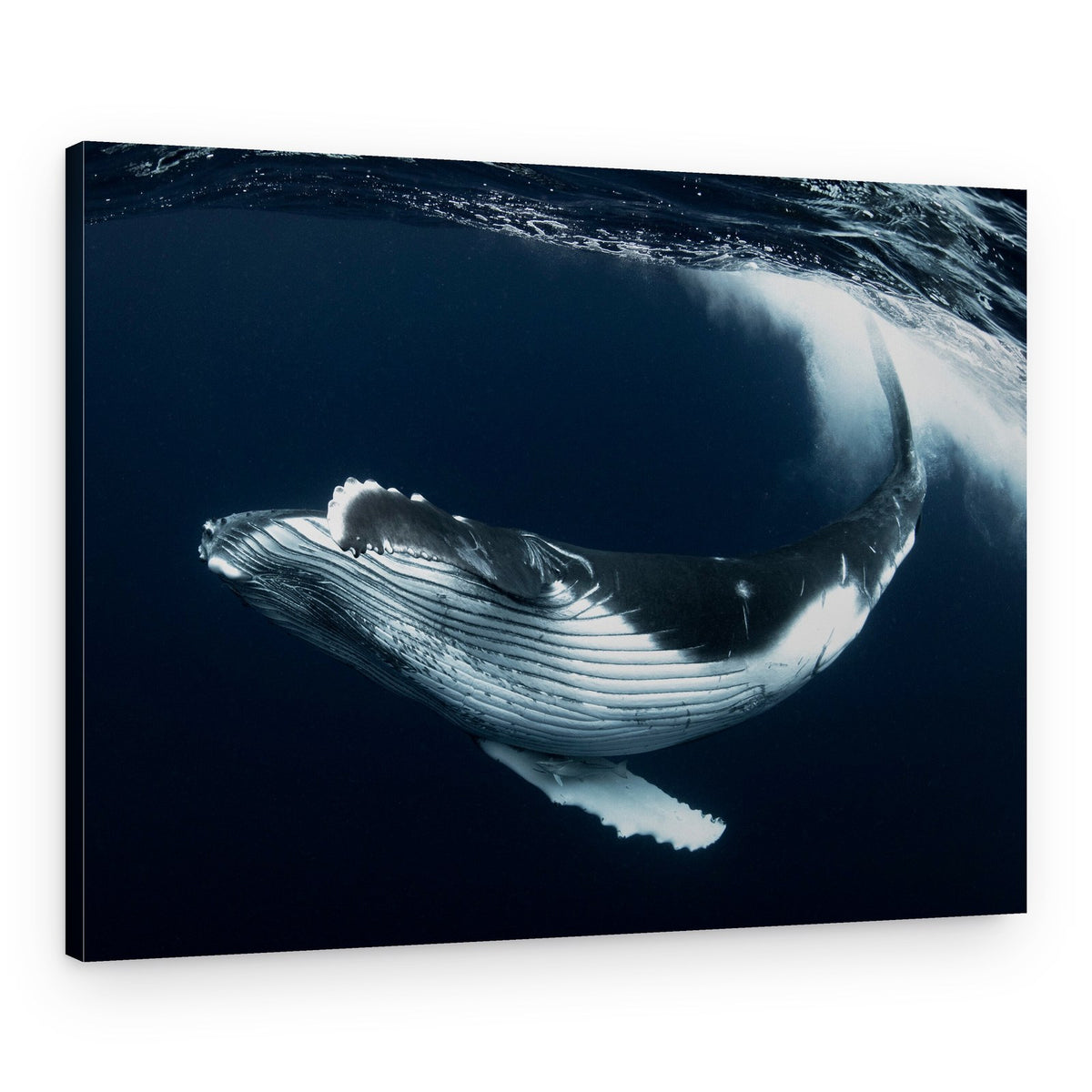 Humpback Whale Swimming – Canvas Print