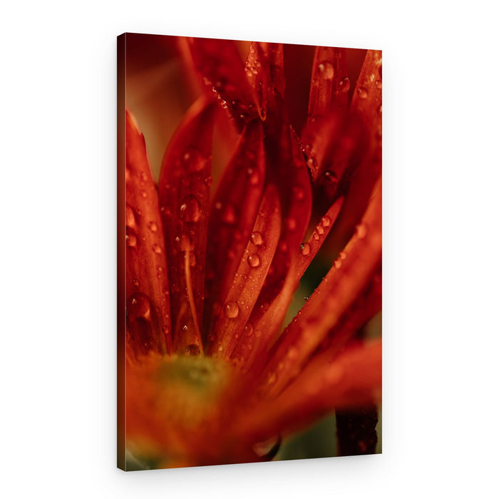 Red Flower Droplets – Canvas Print
